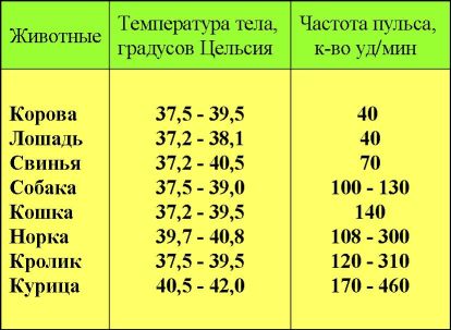 Как измерить температуру у кошки в домашних условиях Как измерить температуру у кошки в домашних условиях